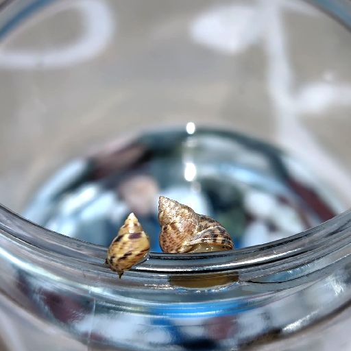 [マルウズラタマキビ]