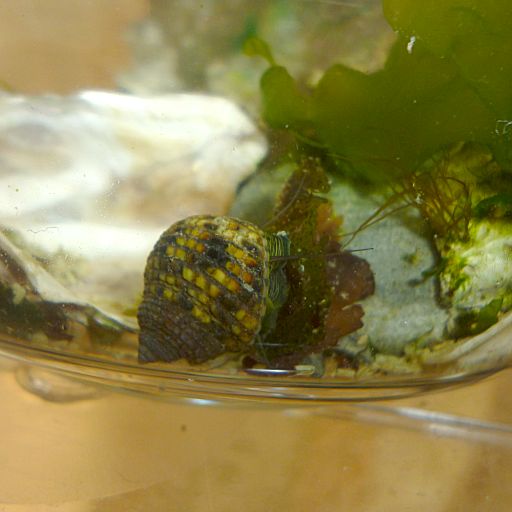 [食餌の様子を撮影した]