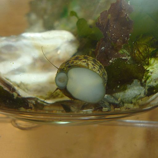 [移動中の貝の腹面を撮影した]