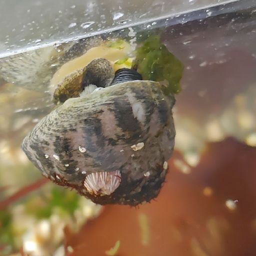 [餌を食べるガンガラ]