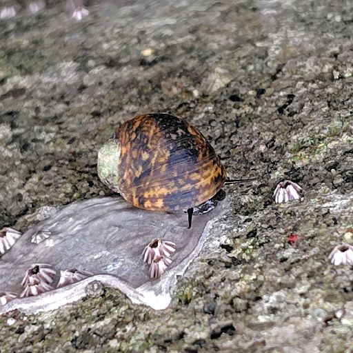 [斜め前から見たアマガイ]
