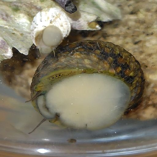 [瓶の中のイシダタミ貝]