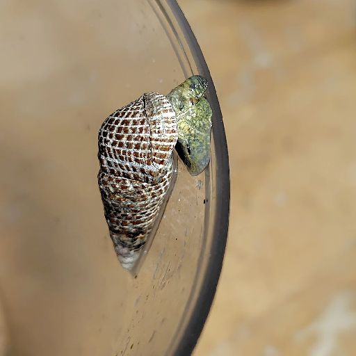 [恐らくウミニナ1]