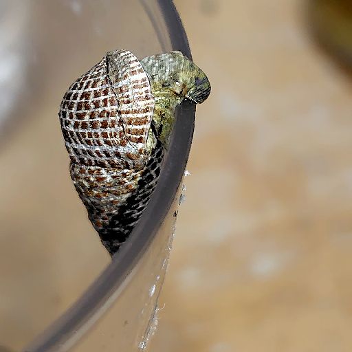 [恐らくウミニナ2]