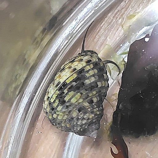 イシダタミを背面から撮影;