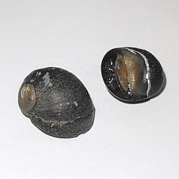 紙の上で撮影。