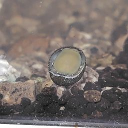 水槽の中の様子を撮影、その一。