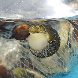 気泡を食べるスガイ