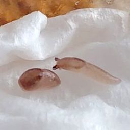 触角を引っ込めた様子。