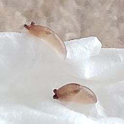 孵化したナメクジを撮影。