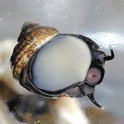 [腹面。腹側は白い]