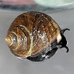 [斜め下から見たタマキビ]