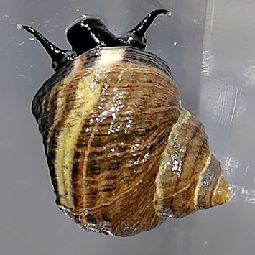 [背面。この個体は白い筋がある]